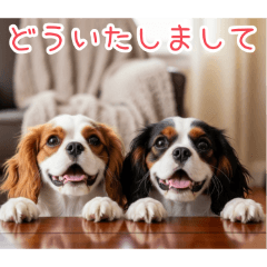 [どういたしまして専用]仲良しキャバリア