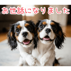 [お世話になりました専用]仲良しキャバリア