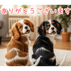 [ありがとうございます]仲良しキャバリア