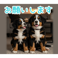 [お願いします専用]仲良しバーニーズ