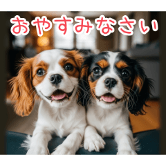 [おやすみなさい専用]仲良しキャバリア