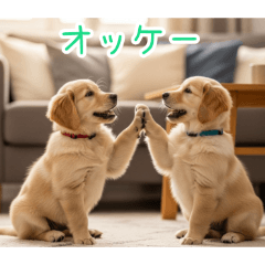 [オッケー専用]仲良しゴールデン