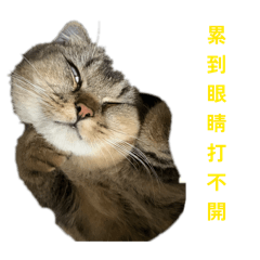 貓Q的貼貼