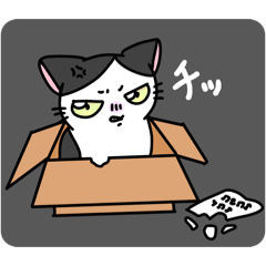 Cute and happy cat dai-chan one day