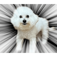 ビションフリーゼ のスタンプ