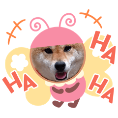 @kanatsumu_20260114172500