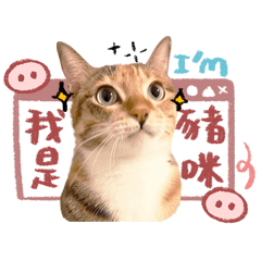 何家的可可貓第三彈