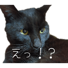 blackcat_20260114184829