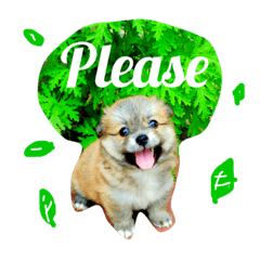 Leo Pom Spitz - dog lover