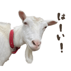 marimal_20260112230208