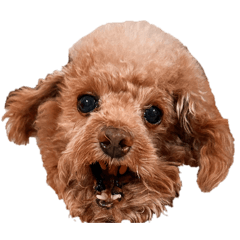 小雞腿表情大全包5