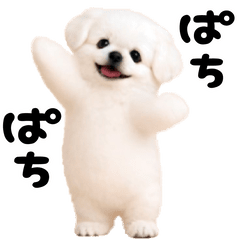 Dance pekingese