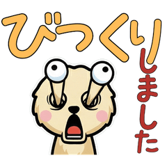 Polite Golden Chinchilla 5th