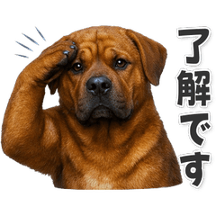 【敬語】使いやすい！ 土佐犬