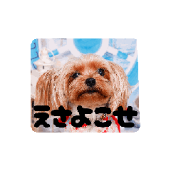 Timtam2