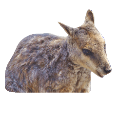 Rock Wallaby [small kangaroo] (Photo)
