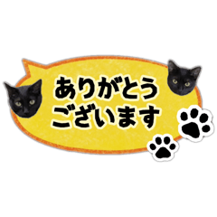 Blackcat fuku&hana.