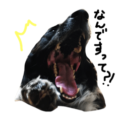 I LOVE Border Collie!