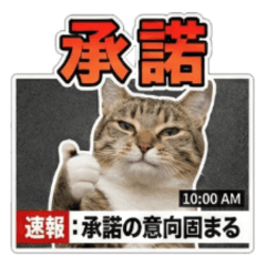 Breaking News! Cat's Apology Conference