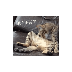 顧豆漿1