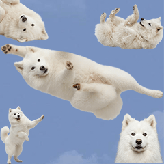BIG! Samoyed realistis