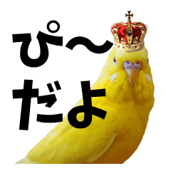 P-chan the budgerigar