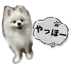 Pomeranian's GAVV Vol.2