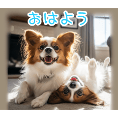 毎日使える仲良しパピヨンの日常