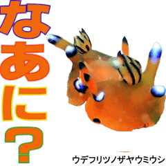 OKINAWA'S SEA SLUG SPEAKS DAYLY WORDS