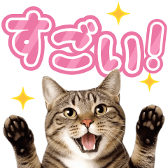 Brown Tabby Cat Photo Big Text Stickers