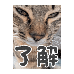 kanchi_20260115172150