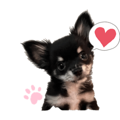 cactus_20260115212928