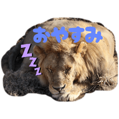 Koron_20260113202941