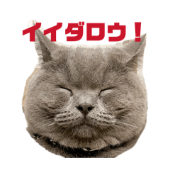 GOMA&COME_20260116063836