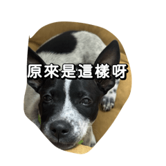 頭上有顆驚嘆號‼️