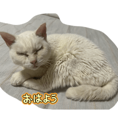 SHIMIZU_20260116003453