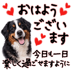 Bernese Mountain Dog  Polite Talk