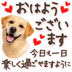 Labrador Retriever  Polite Phrases