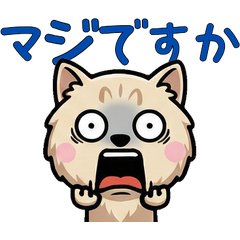 Anim. Polite Chantilly 6th