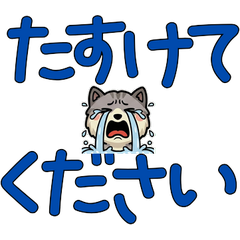 Anim. Polite Shaded Cat 6th