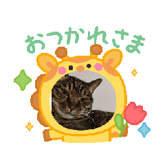 akko._20260116135109