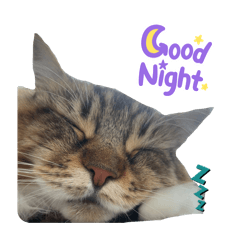 tomomi_20260116110221