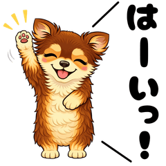 Chocolate Tan Chihuahua (Polite Ver.)