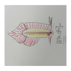 手繪觀賞魚