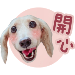臘腸狗豆豆68♡彩色大頭貼圖♡