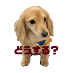 himawari_20260116125505