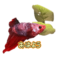 ベジータと悟空