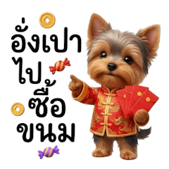 ยอคเชียร์เทอเรีย, เฮงๆจ้า