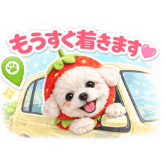 ichigoichie_20260116151934