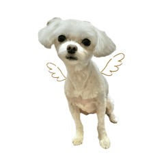 Mitsu_20260116172524